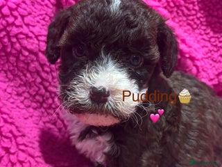 Cockapoo dogs 💛*COCKERPOO’S READY NOW in Cheshire*💛🏡 - Advert 6