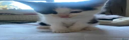 Mixed Breed cats for sale: black and white kittens  - Advert 5