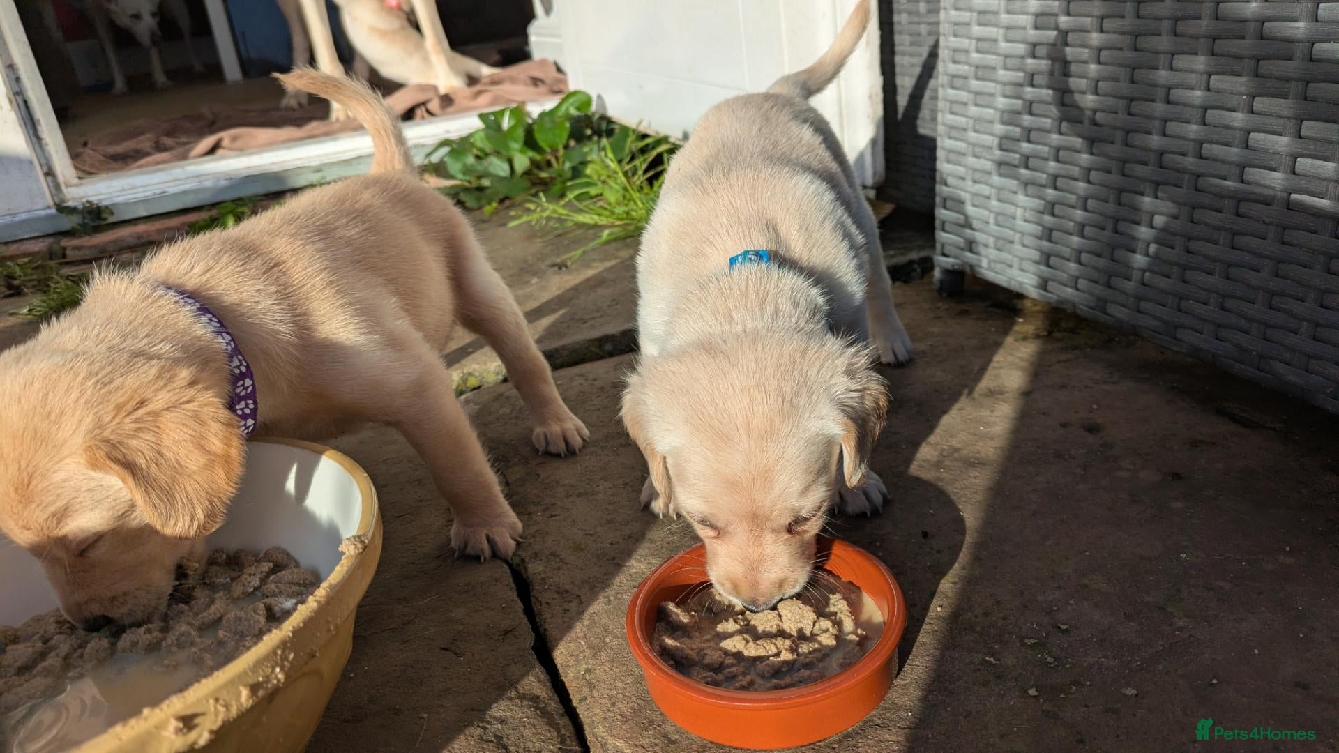 Labradoodle dogs Golden Labradoodle / Doubledoodle Puppies Viewings - Advert 2