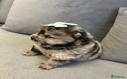 Chow Chow dogs for sale: Chow chow puppies for sale  - Image 3