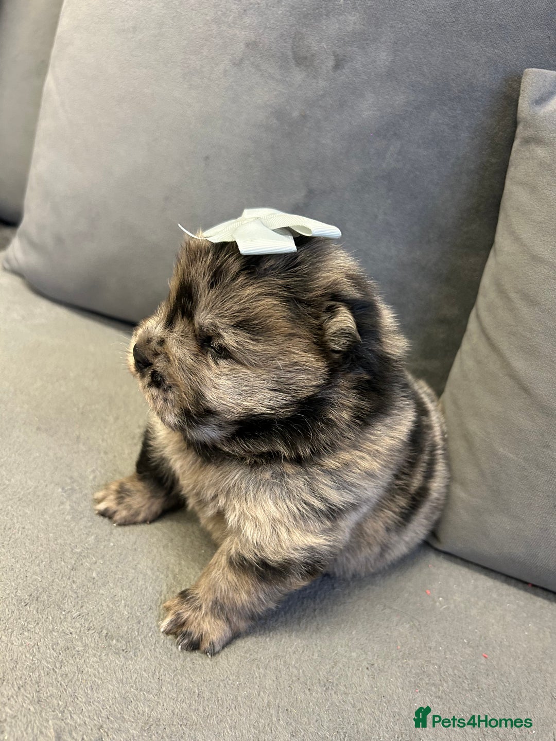 Chow Chow dogs for sale: Chow chow puppies for sale  - Image 3