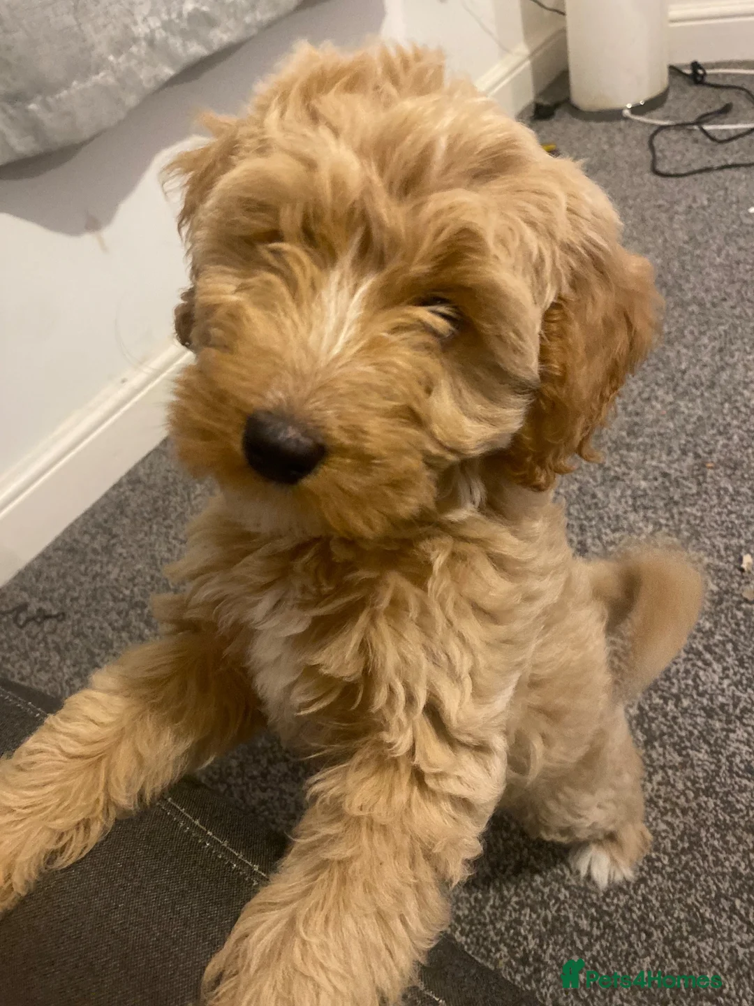 Mixed Breed dogs for sale: Last little girl waiting for home  in Peterlee - Advert 2