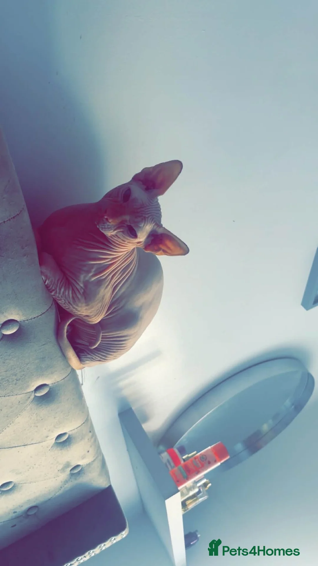 Sphynx cats for sale: Father and daughter in New Tredegar - Advert 5