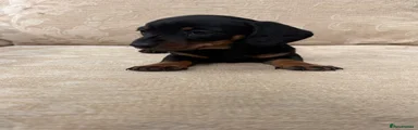 Miniature Dachshund 1