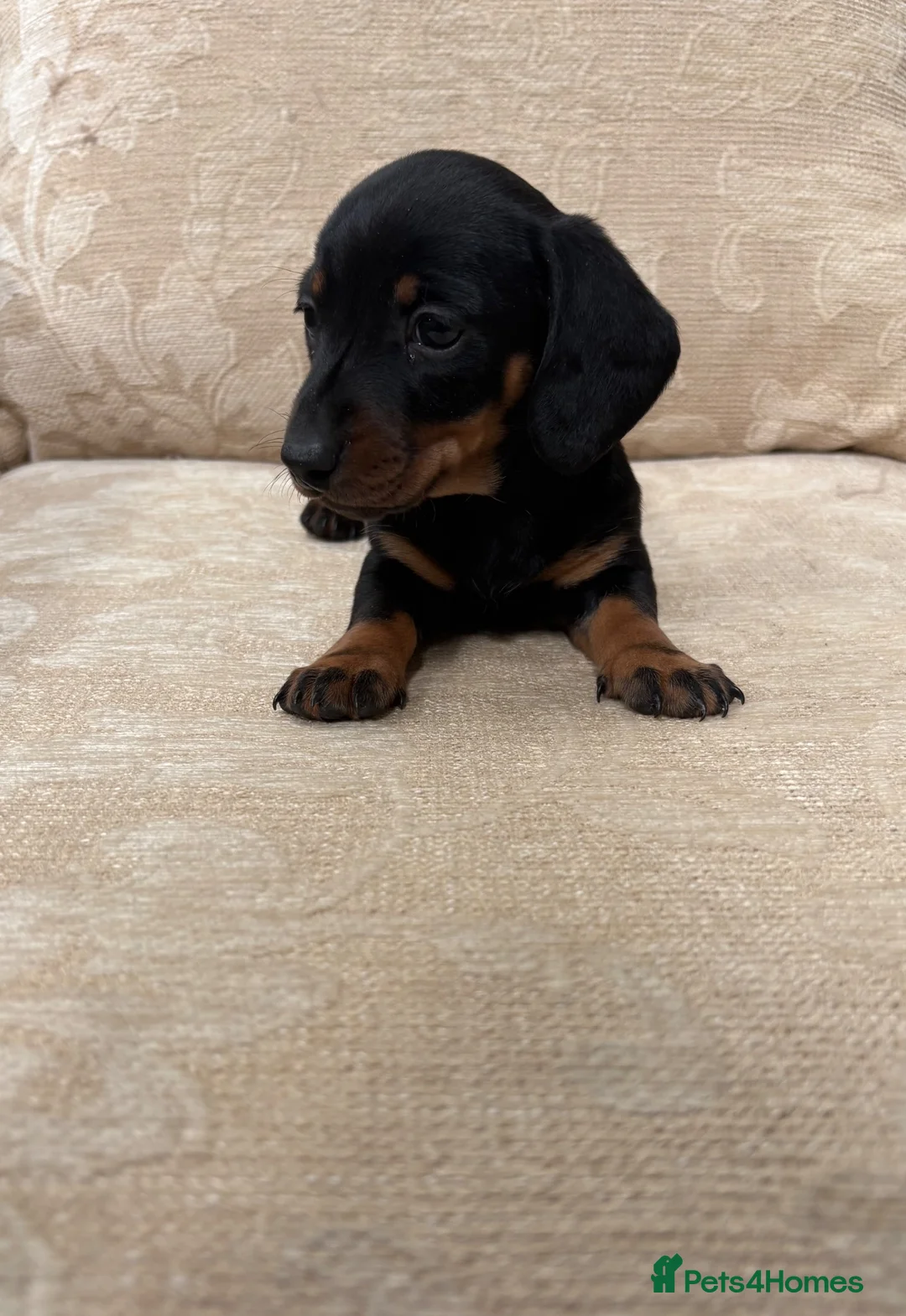 Miniature Dachshund dogs for sale: True to type miniature daschund  - Advert 4