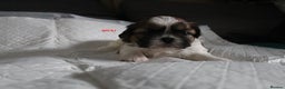 Shih Tzu dogs for sale: LOVELY SHIH TZU PUPPIES LIVER GENE  - Advert 21