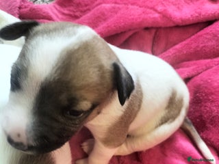 Mixed Breed dogs - Advert 22