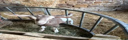 Goats livestock for sale: 2 X Goats for sale in Newcastle upon Tyne - Advert 5