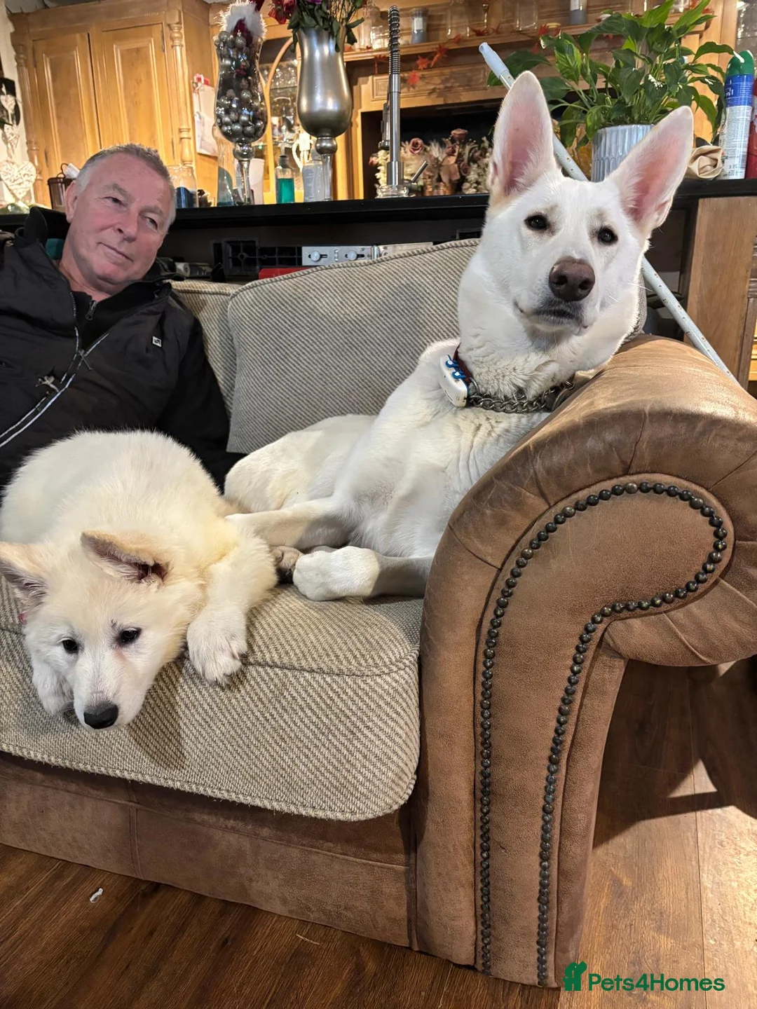 White Swiss Shepherd dogs for sale: Gorgeous white swiss shepherd puppies  - Advert 40