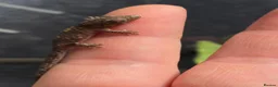 Gecko reptiles for sale: Chameleon Gecko babies  - Advert 5