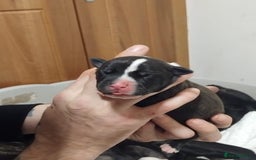 Mixed Breed dogs for sale: Staffordshire bull terrier cross - Advert 4