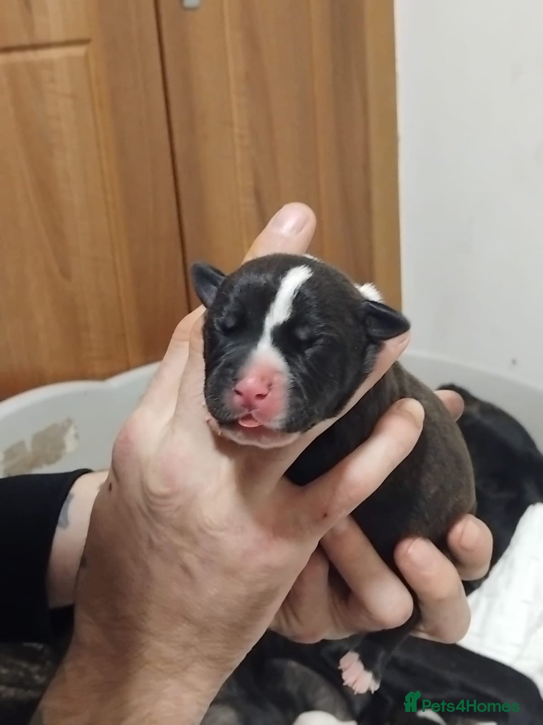 Mixed Breed dogs for sale: Staffordshire bull terrier cross - Advert 4