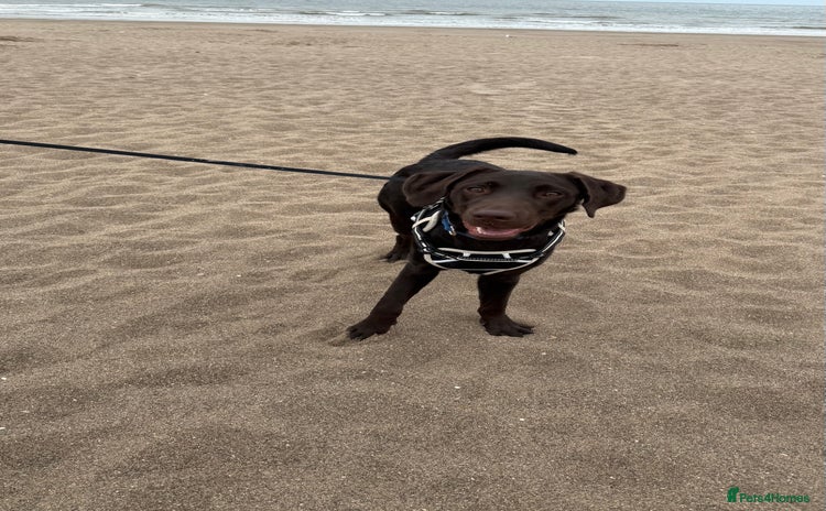 Labrador Retriever dogs - Advert 7