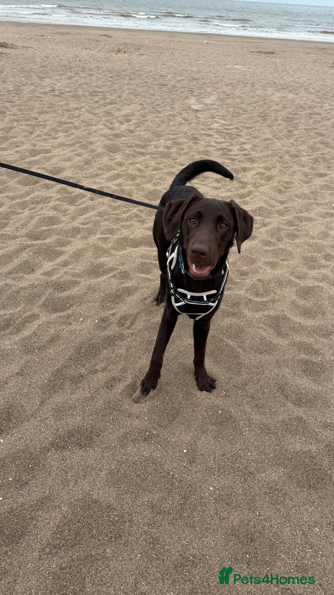 Labrador Retriever dogs for sale: Lennys needs a new home ( please read full advert) - Image 1