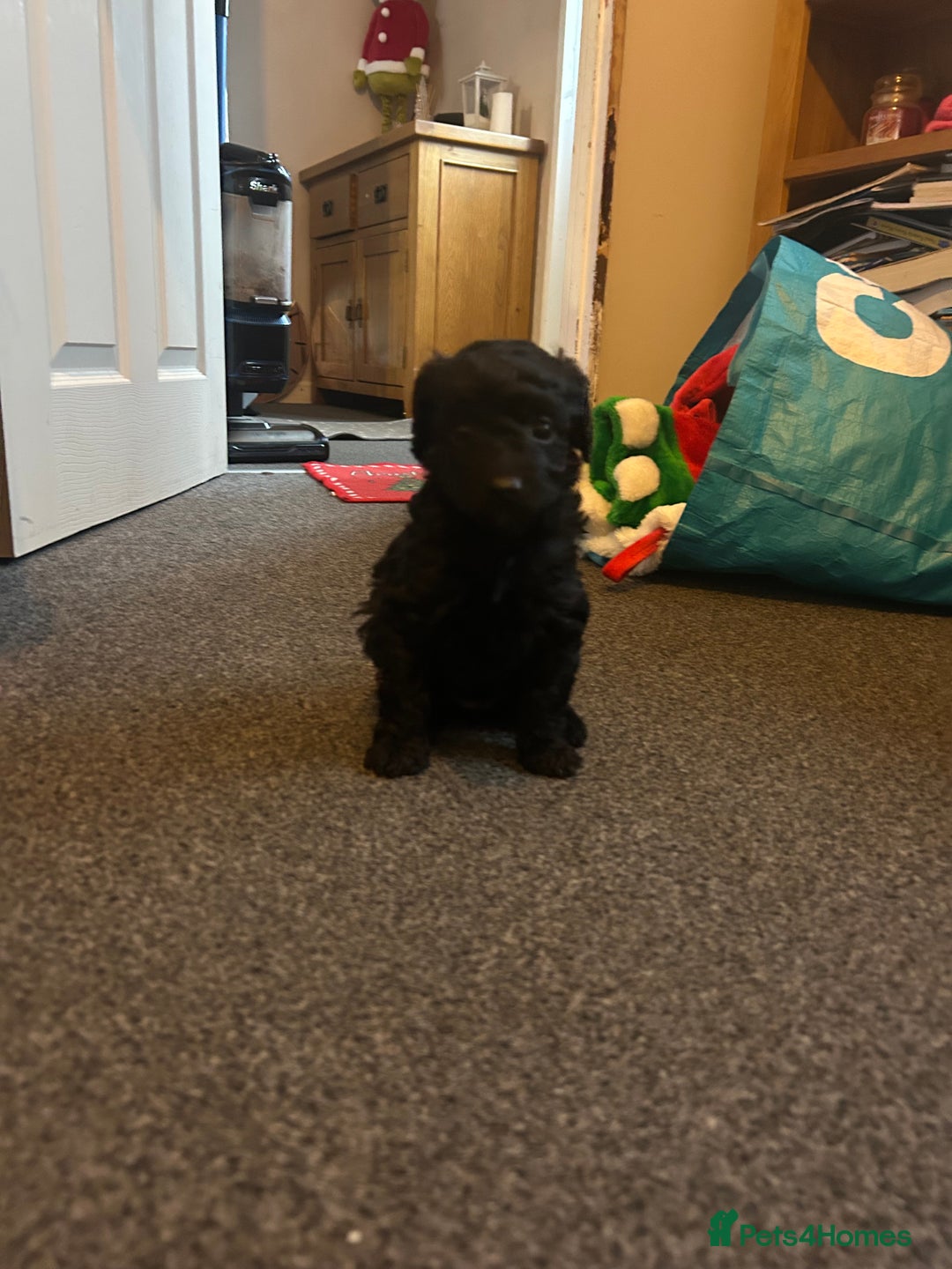 Cavapoo dogs for sale: F1b Cavapoos  - Advert 2
