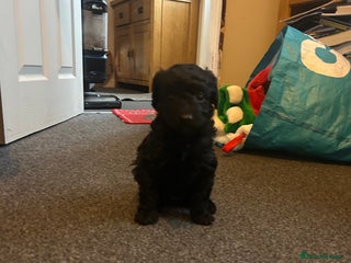 Cavapoo dogs One girl F1b Cavapoos ready to leave now - Advert 10