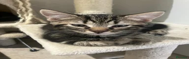 Kitten 1