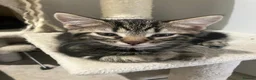 Mixed Breed cats for sale: 4 Adorable Mixed Breed kittens for sale  in Nottingham - Advert 4