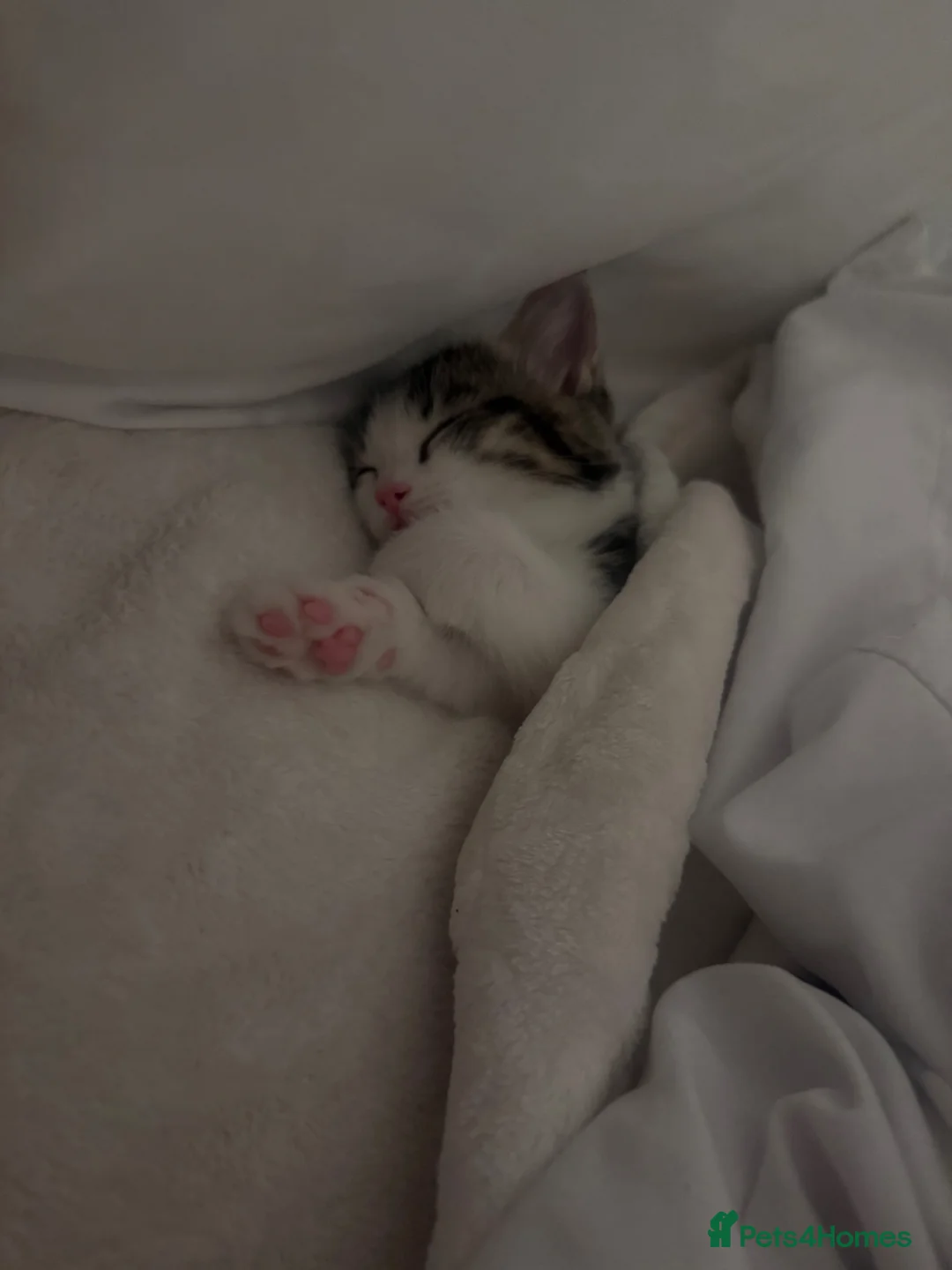 Mixed Breed cats for sale: British short hair mixed with American short  - Advert 1