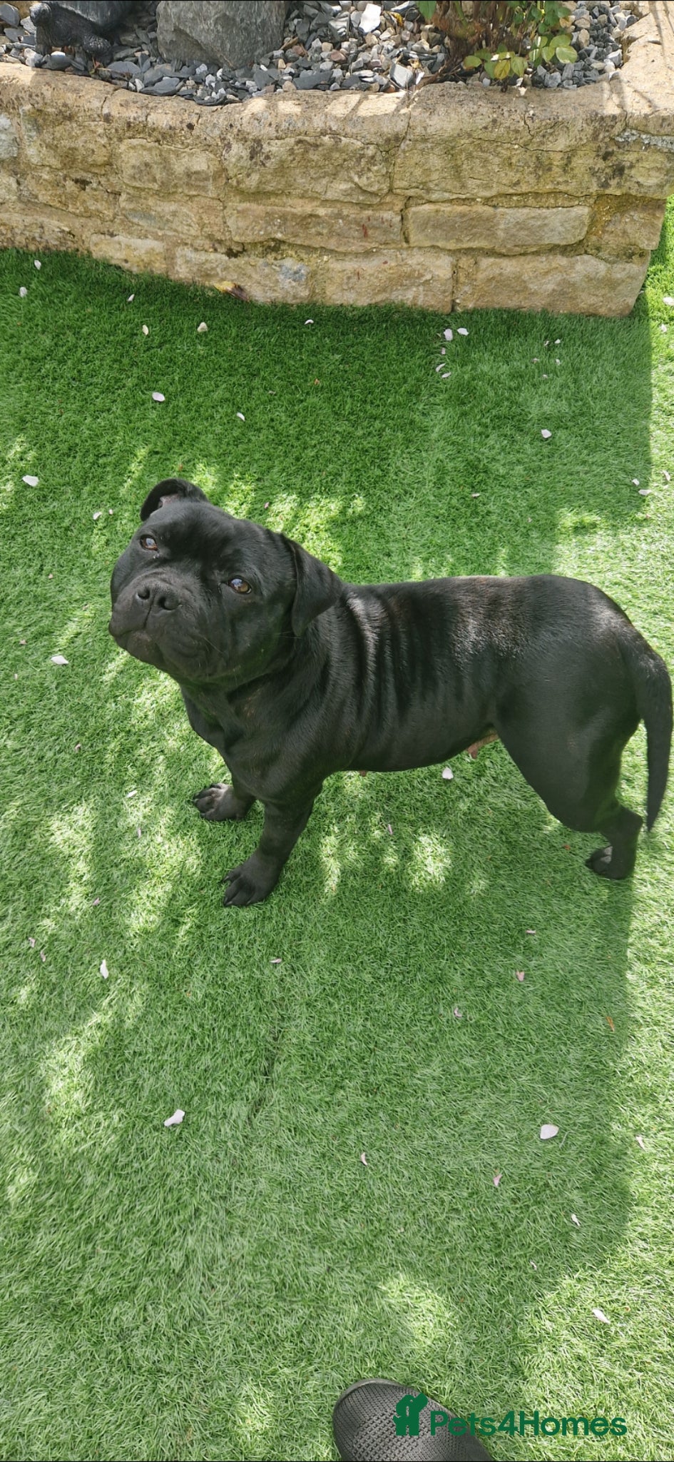 Staffordshire Bull Terrier dogs Black Kc Reg Staffordshire Bull Terrier female - Advert 3