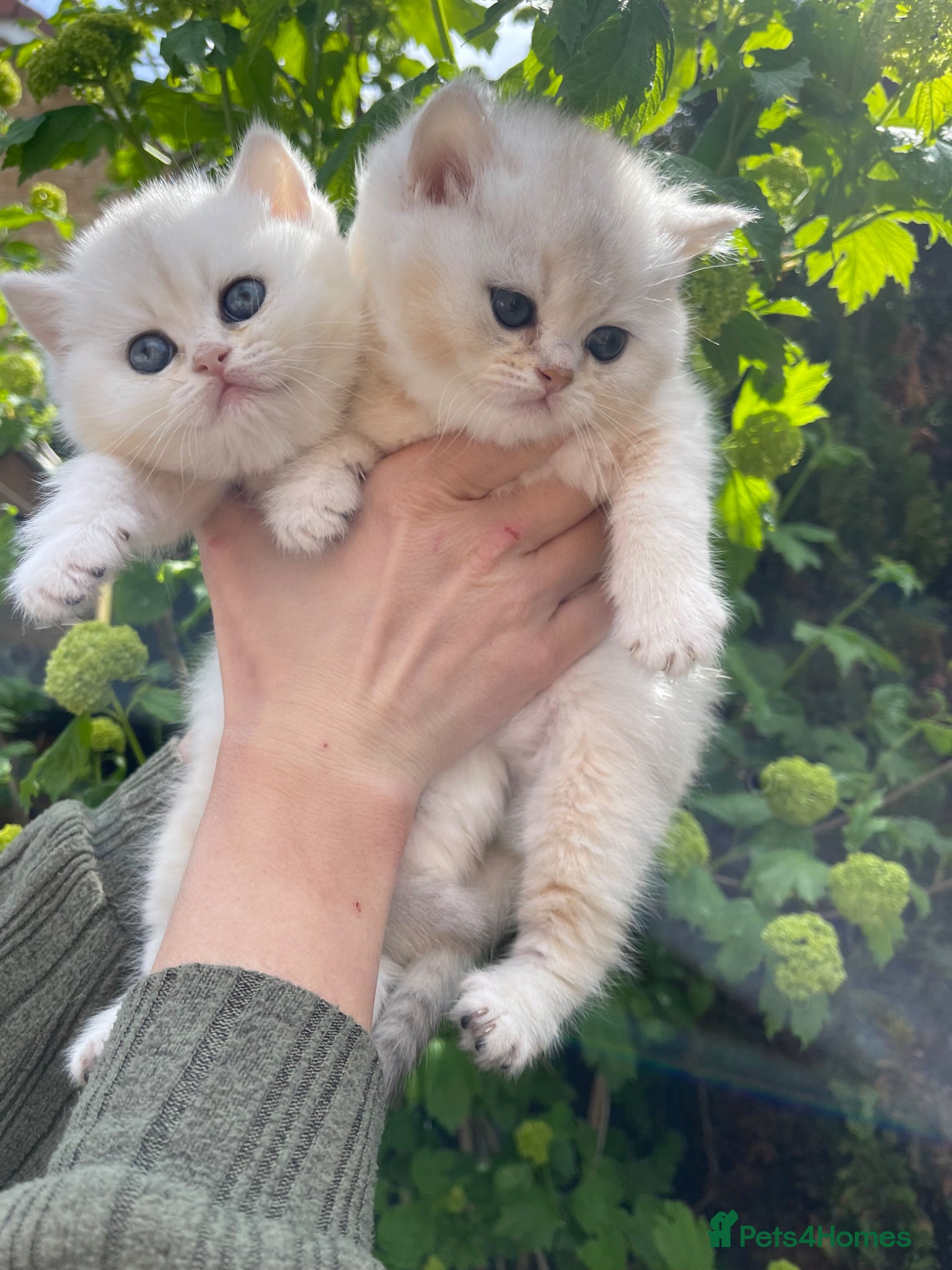 Scottish Fold cats LOVELY SCOTTISH FOLD CHINCHILLA SILVER KITTENS - Advert 2