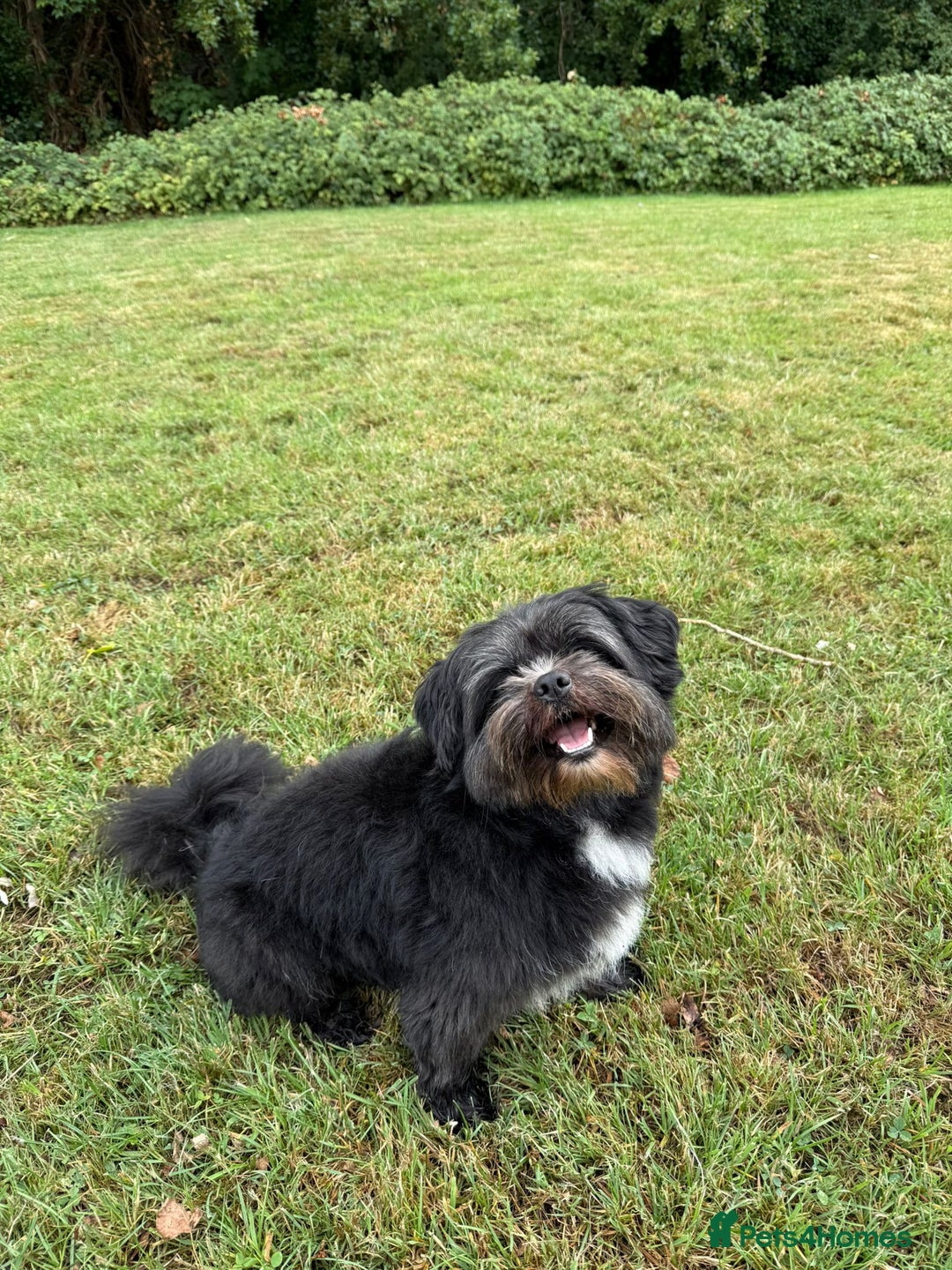 Mixed Breed dogs for stud: Mix-Breed Dog Available for Stud - Advert 4
