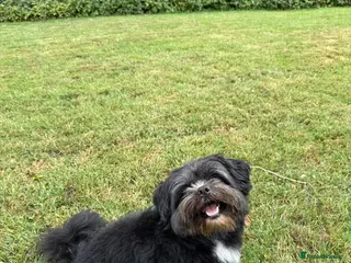 Mixed Breed dogs Pomeranian mix Shih Tzu breed Available for Stud - Advert 1