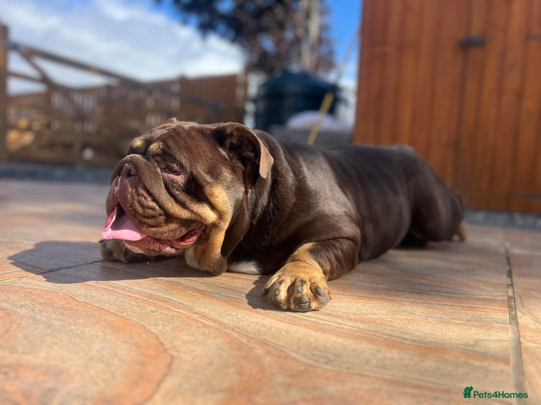 English Bulldog dogs for sale: English Bulldog - 2 years old  - Advert 4