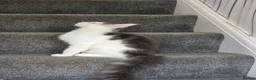 Maine Coon cats for sale: STUNNING MAINE COON KITTENS  - Advert 2