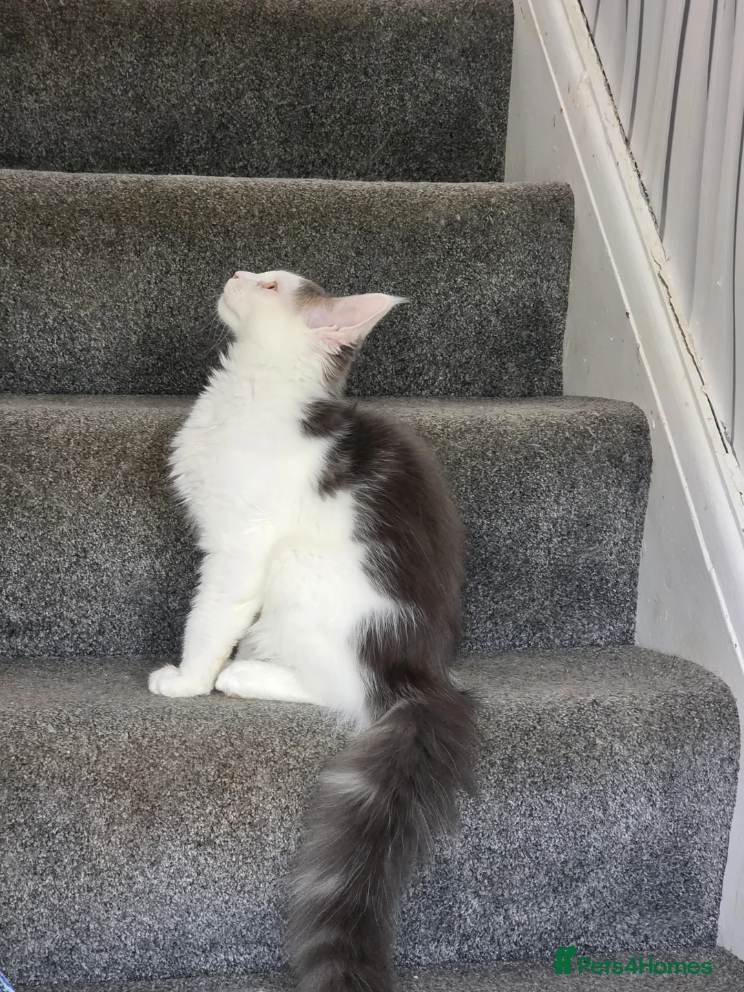 Maine Coon cats for sale: STUNNING MAINE COON KITTENS  - Advert 2