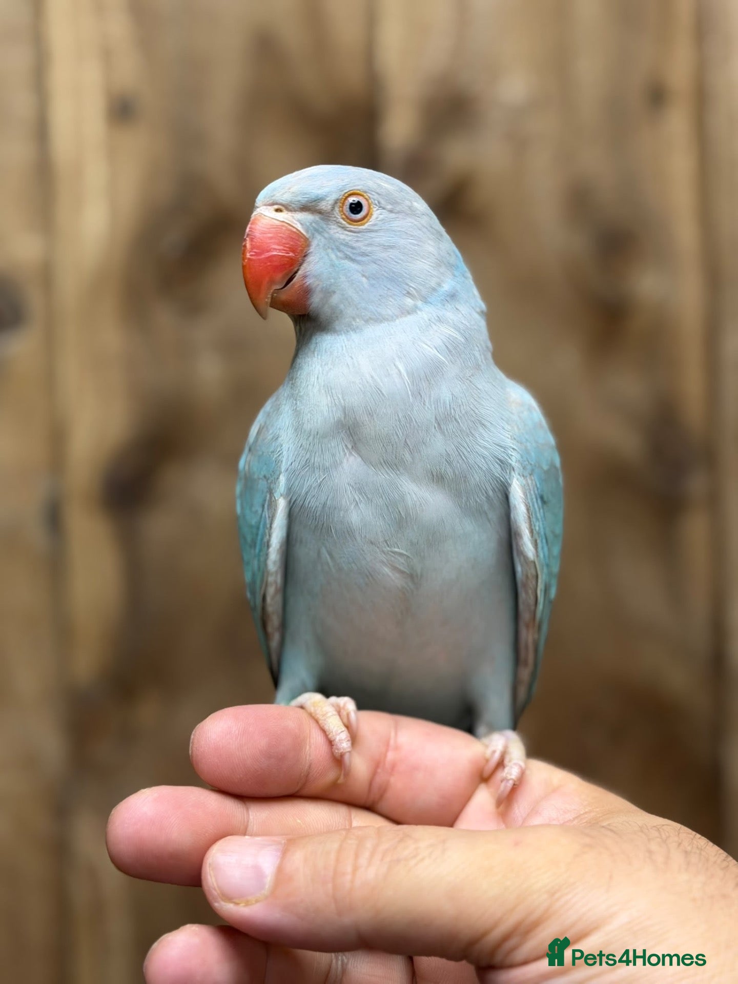 Ringnecks birds Indian ringneck  - Advert 4