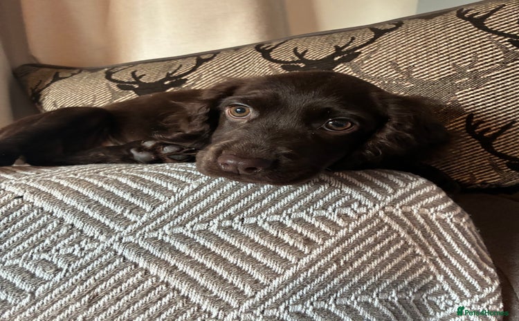 Cocker Spaniel dogs in Newton Abbot - Advert 11