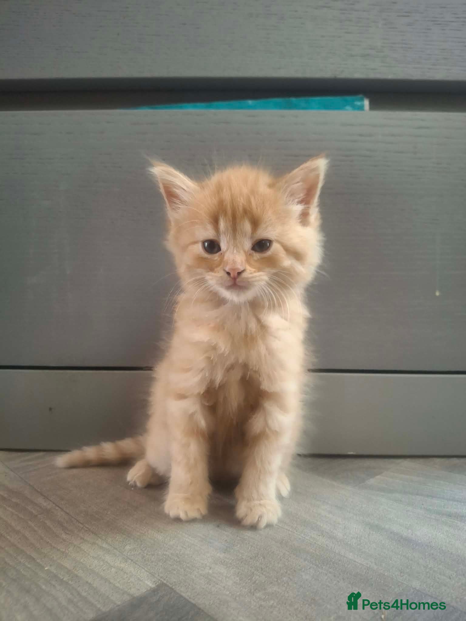 Mixed Breed cats Ginger fluffy female and black and white male - Advert 3
