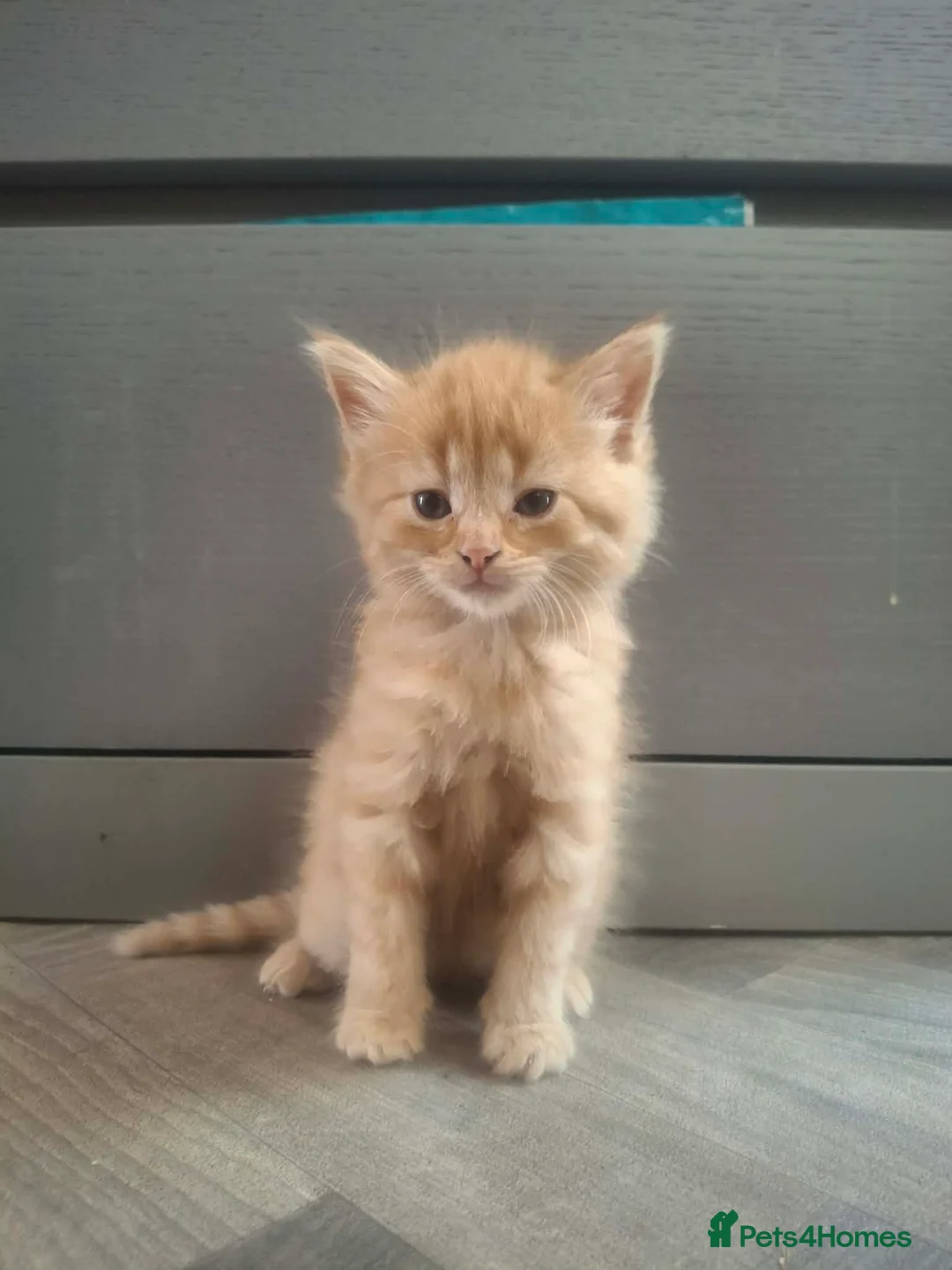 Mixed Breed cats for sale: Ginger fluffy female and black and white male - Advert 1