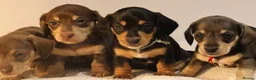 Miniature Dachshund dogs for sale: 5*Licensed+KC+PRAclear+VETchecked+Chocolate&Cream - Advert 5