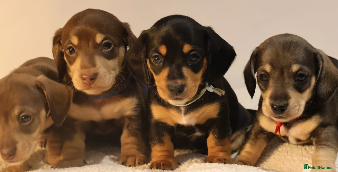 Miniature Dachshund dogs for sale: 5*Licensed+KC+PRAclear+VETchecked+Chocolate&Cream - Advert 5