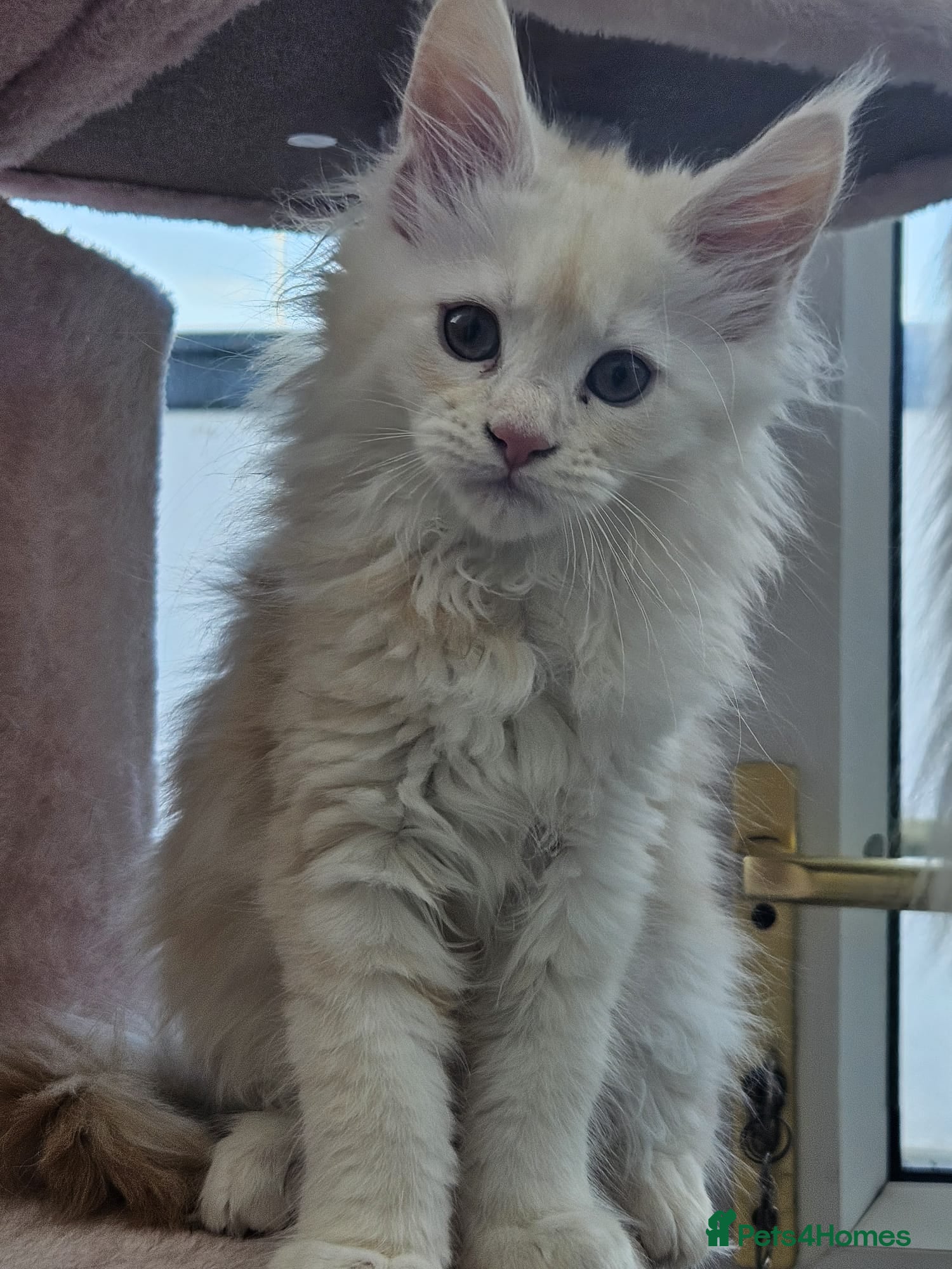Maine Coon cats Beautiful TICA registered Maine Coon kitten's   - Advert 1