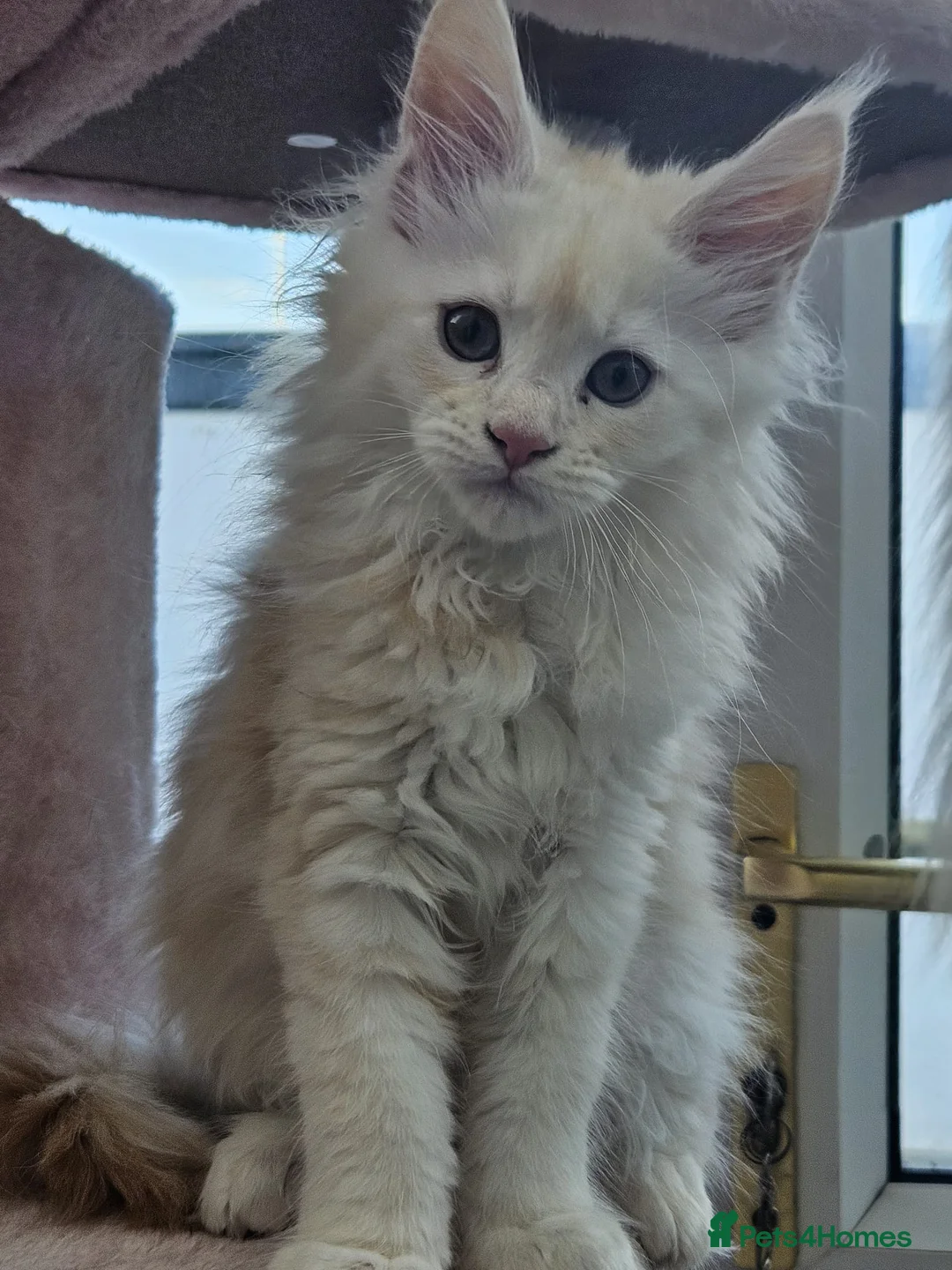 Maine Coon cats for sale: Beautiful TICA registered Maine Coon kitten's   - Advert 1