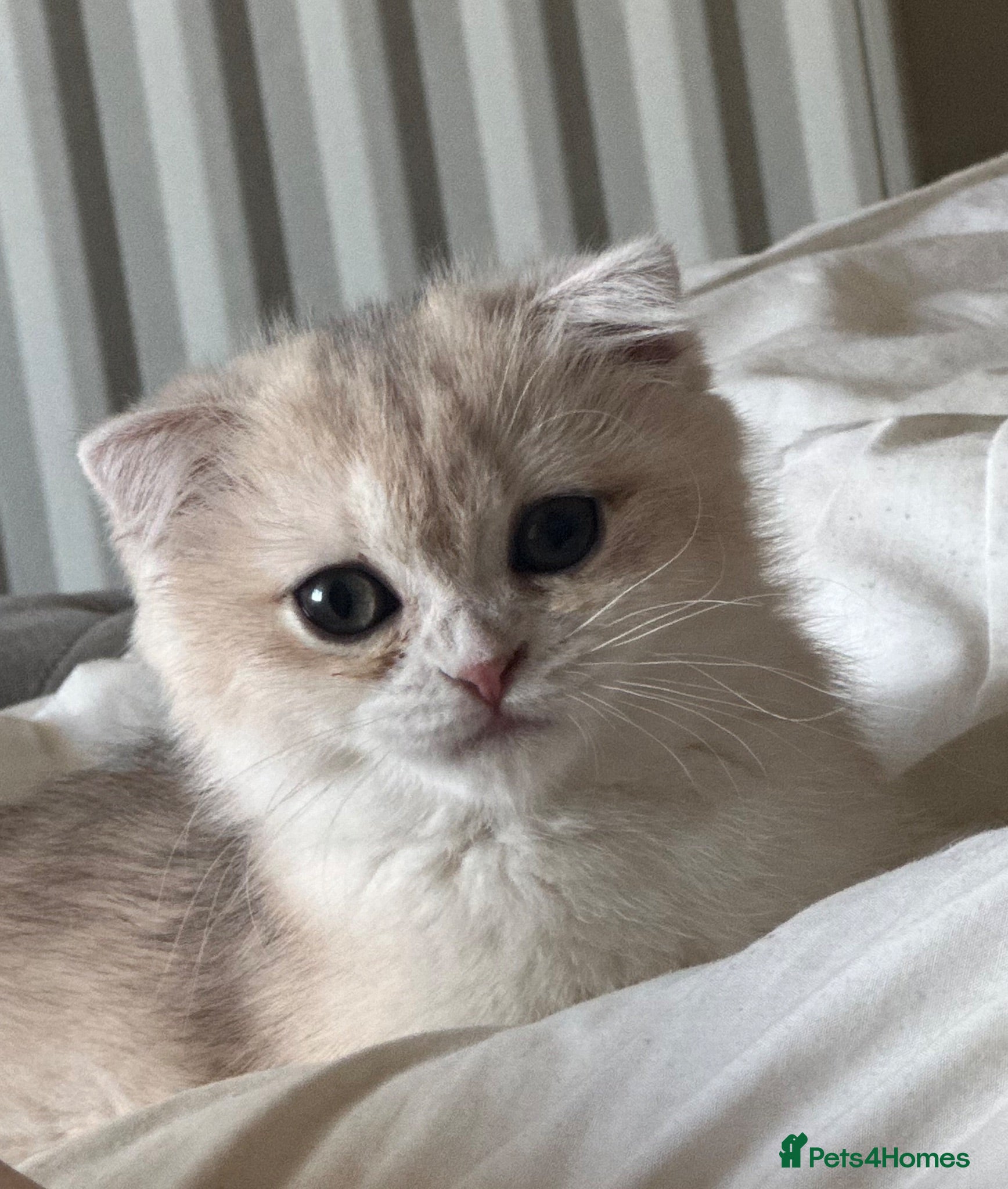 Scottish Fold cats Only 3 left!! Beautiful Scottish Fold Kittens  - Advert 1