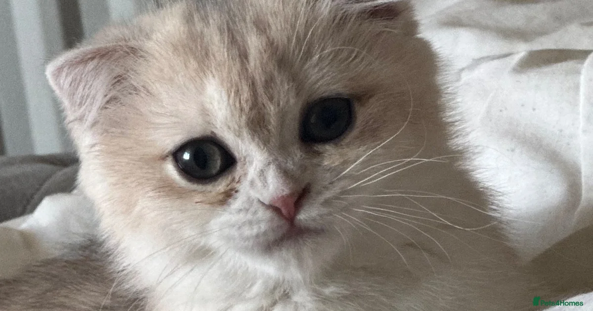 Kittens For Sale In Peterborough Pets4Homes kittens-for-sale-in-peterborough-pets4homes