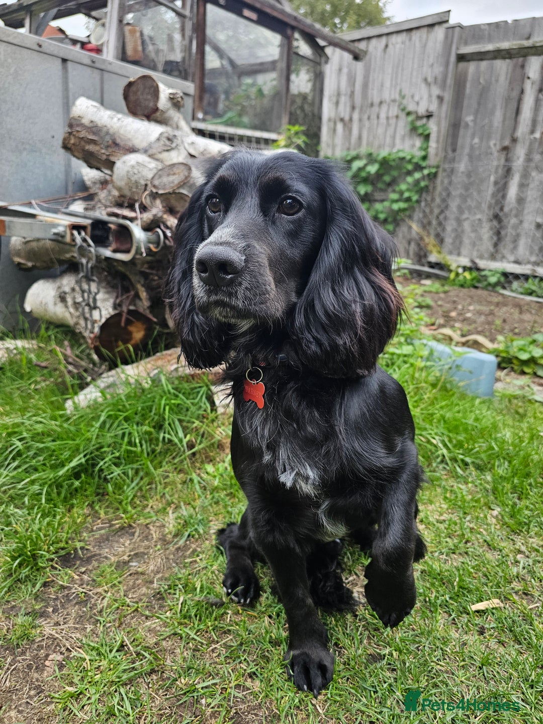 Cocker Spaniel dogs for sale: One year old Cocker Spanial - Advert 4