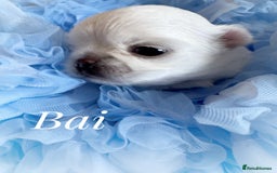 Chihuahua dogs for sale: KC qulity LC cream/white chihuahua puppies  - Image 4
