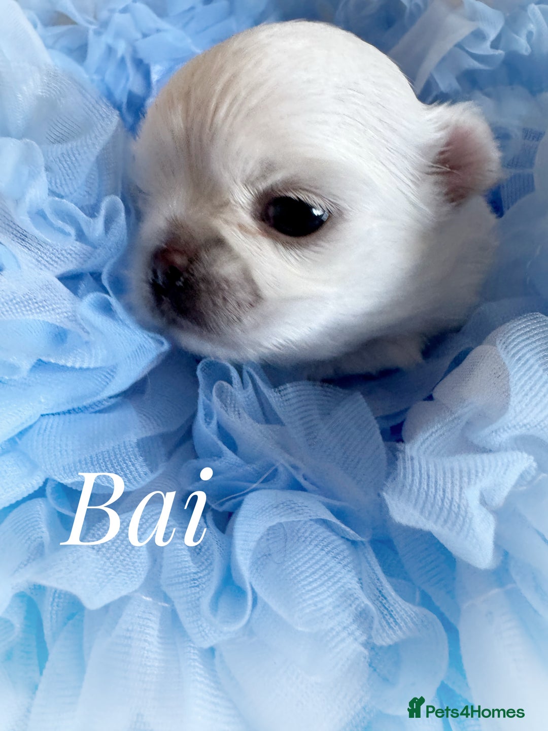 Chihuahua dogs for sale: KC qulity LC cream/white chihuahua puppies  - Image 4