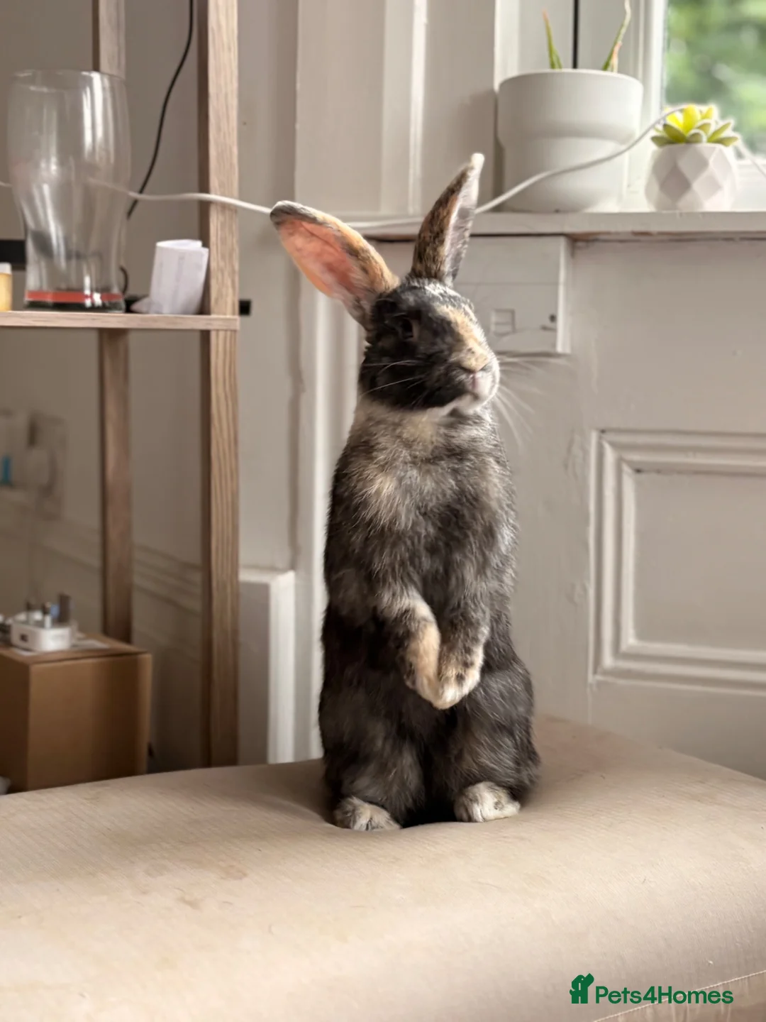 Harlequin rabbits for sale: Harley-Blue 💙 in Brighton - Advert 7