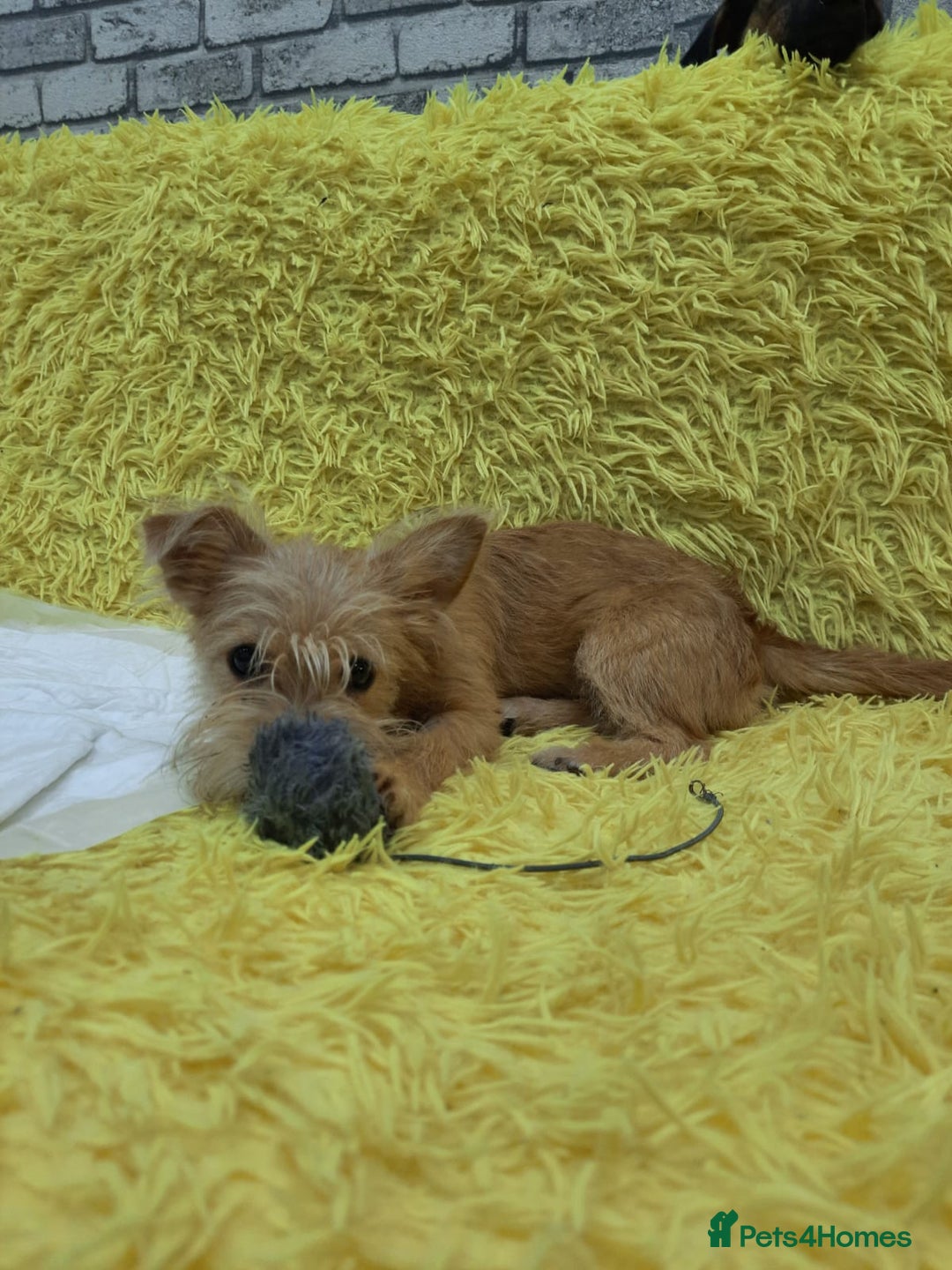 Mixed Breed dogs for adoption: 💖🐶 NIKOLETTA 🐶💖 - Image 16
