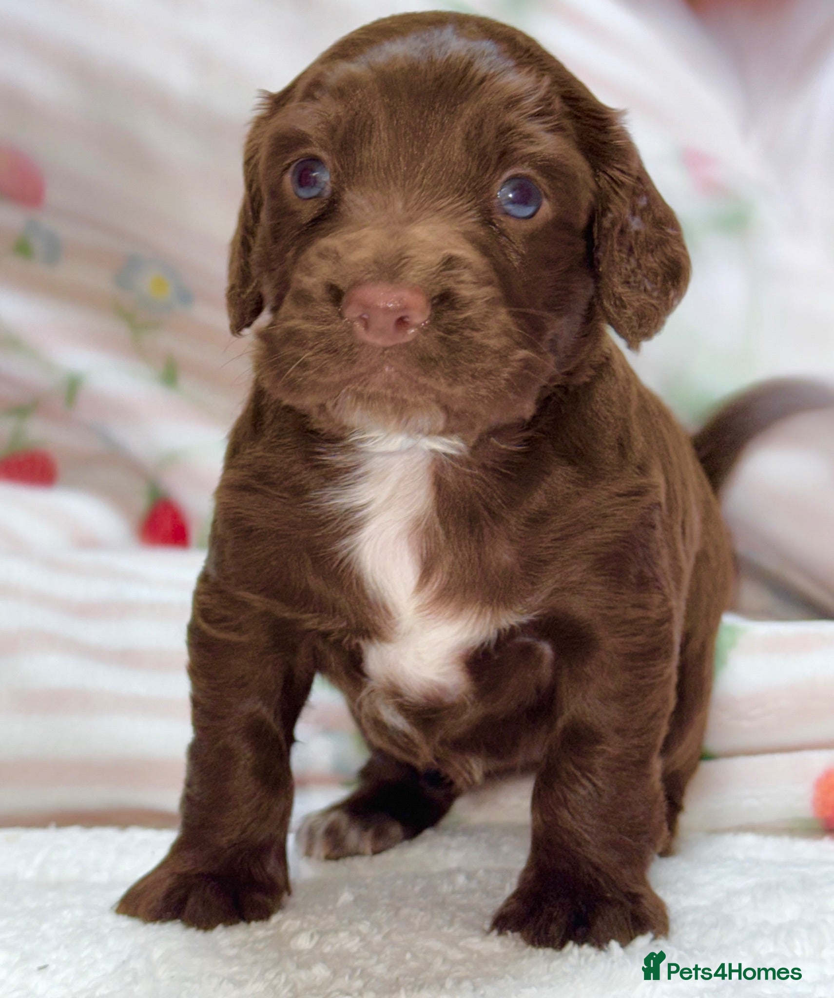 Cocker Spaniel dogs Beautiful puppy’s available soon - Advert 4