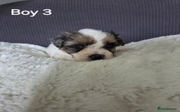 Mixed Breed dogs for sale: Shorkie x Morkie  - Image 7