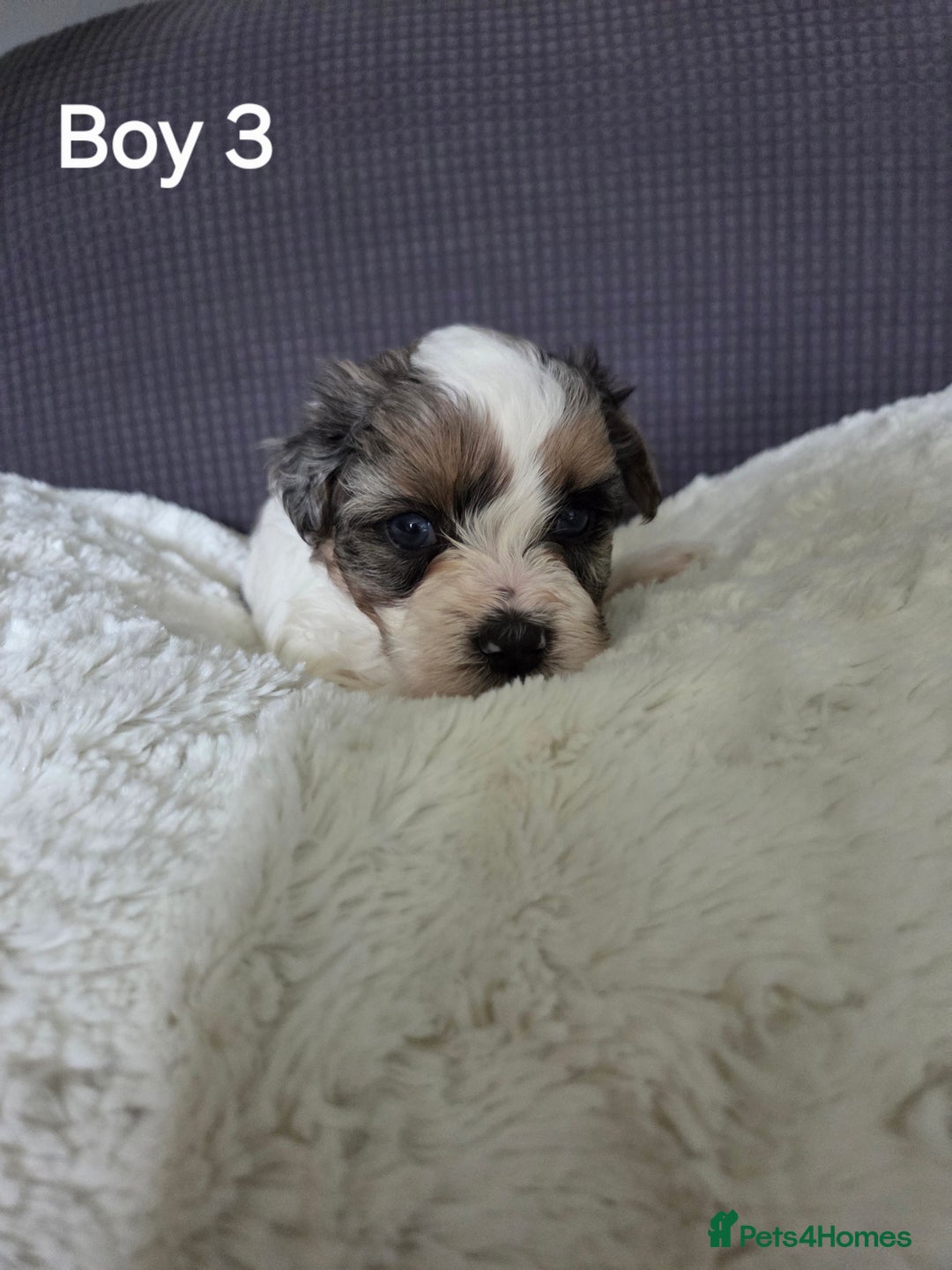 Mixed Breed dogs for sale: Shorkie x Morkie  - Image 7