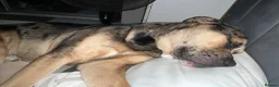 Mixed Breed dogs for sale: Maximus Merle English bulldog X German shepherd  - Advert 11