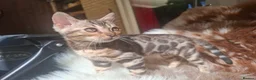 Bengal cats for sale: Show Quality Bengal Kittens – 5★ Licensed Cattery - Advert 39